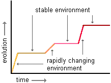 A graph of evolution over time.